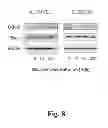 Fig. 09 - Method Of Treatment Of Vascular Complications