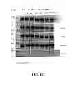 Fig. 13 - Human C-FMS antibodies