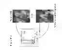 Fig. 49 - Frizzled-binding agents and uses thereof