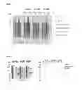 Fig. 02 - Immunogenic composition