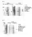 Fig. 03 - Immunogenic composition