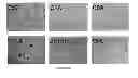 Fig. 08 - Hepatitis C virus particles, vaccines, compositions and methods related thereto