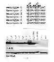 Fig. 09 - Hepatitis C virus particles, vaccines, compositions and methods related thereto