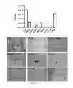 Fig. 10 - Hepatitis C virus particles, vaccines, compositions and methods related thereto