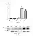 Fig. 19 - Methods for assessing cancer recurrence