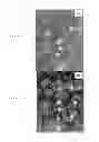 Fig. 13 - Biocompatible material and uses thereof