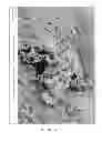 Fig. 19 - Biocompatible material and uses thereof