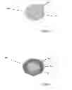 Fig. 06 - STABILITY OF PEROXIDE IN ORAL CARE COMPOSTIONS