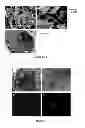 Fig. 05 - HYDROGELS FOR TISSUE REGENERATION