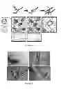 Fig. 06 - HYDROGELS FOR TISSUE REGENERATION