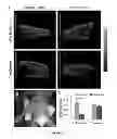Fig. 10 - HYDROGELS FOR TISSUE REGENERATION