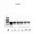 Fig. 05 - Modified polynucleotides encoding aquaporin-5