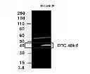 Fig. 31 - Modified polynucleotides encoding aquaporin-5