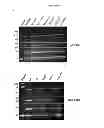 Fig. 45 - Modified polynucleotides encoding aquaporin-5