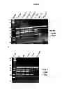 Fig. 47 - Modified polynucleotides encoding aquaporin-5