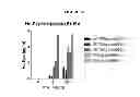 Fig. 56 - Modified polynucleotides encoding aquaporin-5