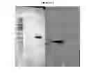 Fig. 72 - Modified polynucleotides encoding aquaporin-5