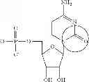 Fig. 87 - Modified polynucleotides encoding aquaporin-5