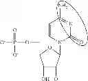 Fig. 88 - Modified polynucleotides encoding aquaporin-5