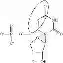 Fig. 89 - Modified polynucleotides encoding aquaporin-5