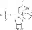 Fig. 90 - Modified polynucleotides encoding aquaporin-5