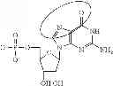 Fig. 95 - Modified polynucleotides encoding aquaporin-5