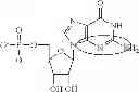 Fig. 96 - Modified polynucleotides encoding aquaporin-5