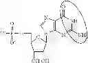 Fig. 97 - Modified polynucleotides encoding aquaporin-5