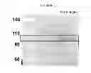 Fig. 22 - Modified polynucleotides encoding copper metabolism (MURR1) domain containing 1
