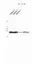 Fig. 33 - Modified polynucleotides encoding copper metabolism (MURR1) domain containing 1