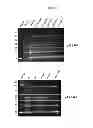 Fig. 45 - Modified polynucleotides encoding copper metabolism (MURR1) domain containing 1