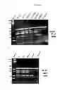 Fig. 47 - Modified polynucleotides encoding copper metabolism (MURR1) domain containing 1