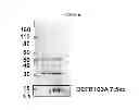 Fig. 48 - Modified polynucleotides encoding copper metabolism (MURR1) domain containing 1