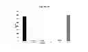 Fig. 62 - Modified polynucleotides encoding copper metabolism (MURR1) domain containing 1