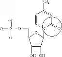 Fig. 86 - Modified polynucleotides encoding copper metabolism (MURR1) domain containing 1