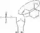 Fig. 89 - Modified polynucleotides encoding copper metabolism (MURR1) domain containing 1