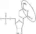 Fig. 93 - Modified polynucleotides encoding copper metabolism (MURR1) domain containing 1