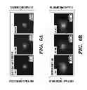 Fig. 09 - SILK MICROSPHERES FOR ENCAPSULATION AND CONTROLLED RELEASE