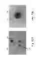 Fig. 22 - Electrochemical activation of water