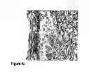 Fig. 09 - METHODS AND COMPOSITIONS FOR MAINTAINING AND IMPROVING THE HEALTH OF SKIN