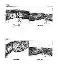 Fig. 16 - METHODS AND COMPOSITIONS FOR MAINTAINING AND IMPROVING THE HEALTH OF SKIN