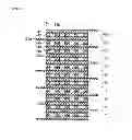 Fig. 05 - Electrical storage device and method for manufacturing the same