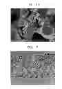 Fig. 04 - POSITIVE ELECTRODE COMPOSITE FOR SOLID OXIDE FUEL CELL, METHOD OF PREPARING THE SAME AND SOLID OXIDE FUEL CELL INCLUDING THE SAME