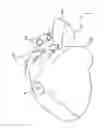 Fig. 01 - METHOD OF PRODUCING ORGAN MODEL, MOLD FOR PRODUCING ORGAN MODEL, AND ORGAN MODEL