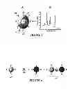 Fig. 04 - Detection of Magnetic-Field-Concentrated Analytes in a Lateral Flow Capillary