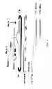 Fig. 35 - Methods for detection of parvovirus B19