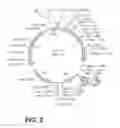 Fig. 03 - Stabilized bioactive peptides and methods of identification, synthesis, and use
