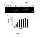 Fig. 04 - METHOD OF ASSAYING DNA TOPOISOMERASES AND DNA BINDING PROTEINS USING HIGH THROUGHPUT SCREENING