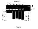 Fig. 05 - METHOD OF ASSAYING DNA TOPOISOMERASES AND DNA BINDING PROTEINS USING HIGH THROUGHPUT SCREENING