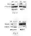 Fig. 05 - Methods of treating a meiotic kinesin associated disease